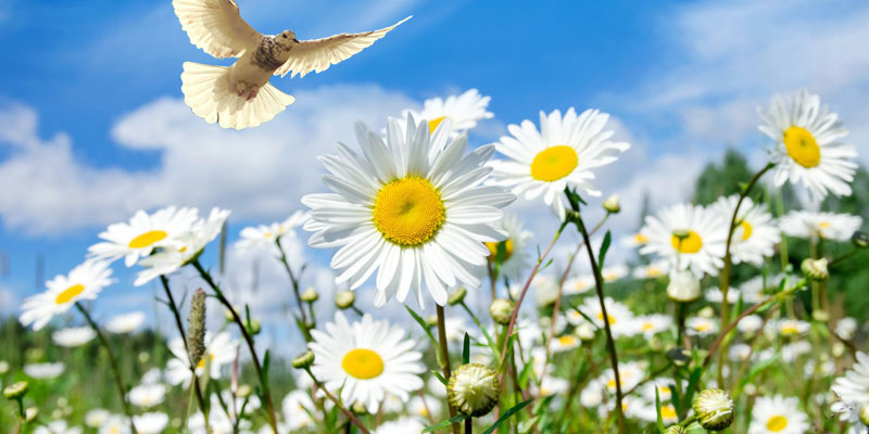 https://www.osec.nl/newsletters/images/Pinksteren_margrietjes_2023_800x400px_original.jpg
